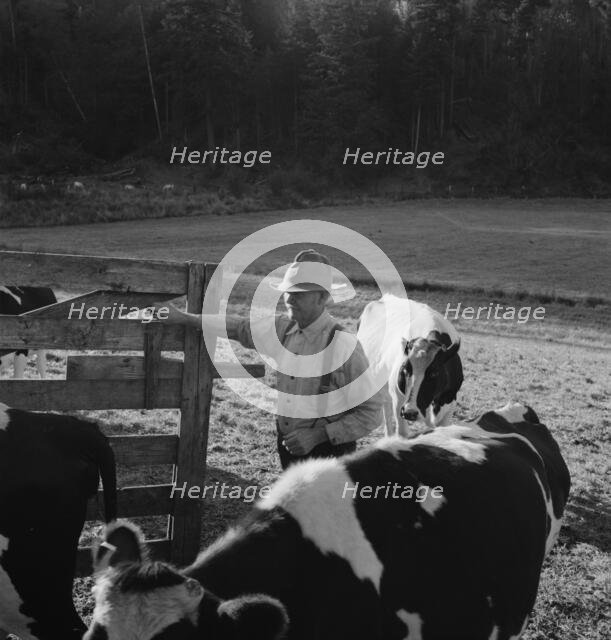 Possibly: Farmer brings his team up from..., near Centralia, Lewis County, Western Washington, 1939. Creator: Dorothea Lange.
