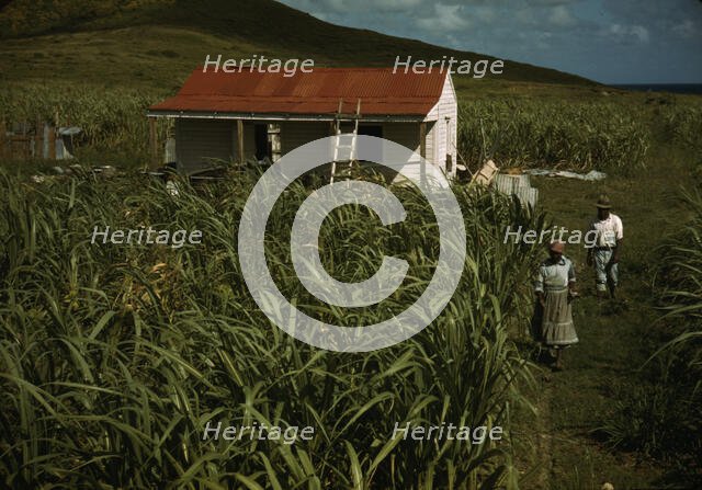 FSA - Tenant Purchase borrower? in their garden, by their house, Puerto Rico, 1941 or 1942. Creator: Jack Delano.