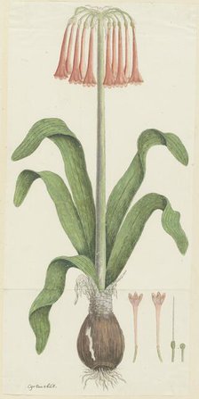Cyrtanthus carneus Lindl.  (Sand-lily), 1777-1786. Creator: Robert Jacob Gordon.