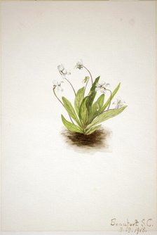 Primrose Violet (Viola primulifolia), 1918. Creator: Mary Vaux Walcott.