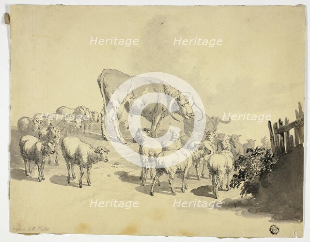 Cows and Sheep, n.d. Creator: Robert Hills.