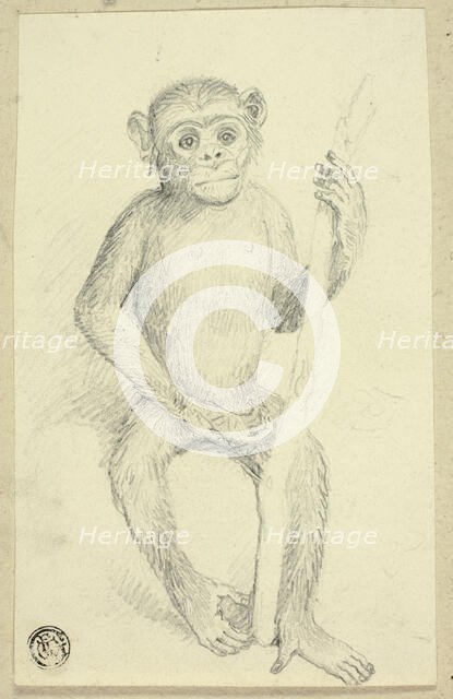 Orangutang, n.d. Creator: Edwin Henry Landseer.