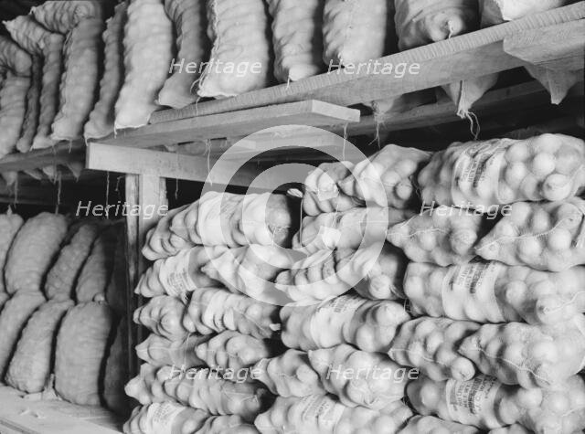 Fifty-pound bags of onions in storage shed, ready for market, Malheur County, Oregon, 1939. Creator: Dorothea Lange.