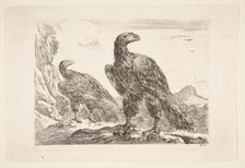 Two eagles, from 'Eagles' (Les aigles), ca. 1651. Creator: Stefano della Bella.