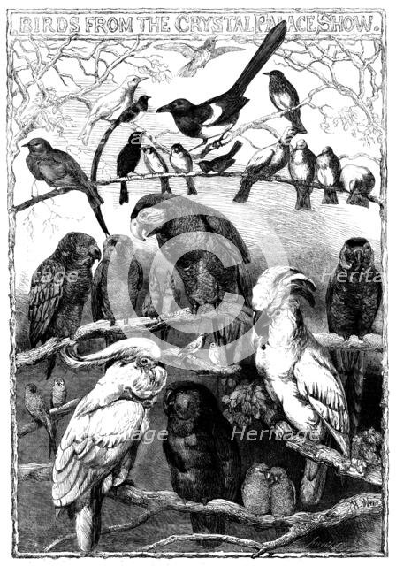 Birds from the Crystal Palace Show, 1858. Creator: Smyth.