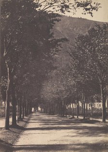 Allée of Trees, Pau, 1854. Creator: William Henri Gebhard.