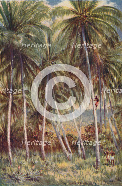 'Coco-Nut Palms in Northern Queensland', 1923. Creator: Unknown.