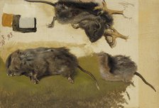 Rodents, 1893. Creator: Ferdinand von Wright.