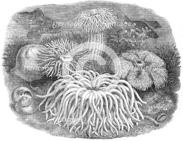 Sea Anemones in the Gardens of the Zoological Society, Regent's-Park, 1854. Creator: Unknown.