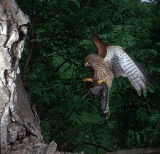 Kestrel in flight.