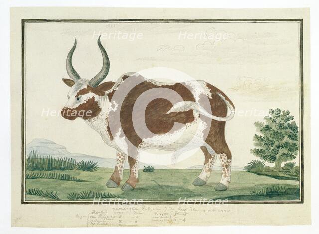 Bos taurus: Namaqua Ox or 'nomgo', 1778. Creator: Robert Jacob Gordon.