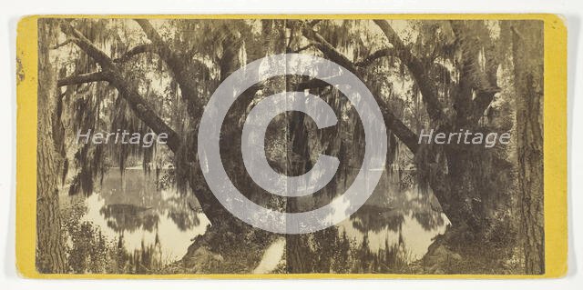 Unititled [Spanish moss on a tree], 1875/99.  Creator: Unknown.
