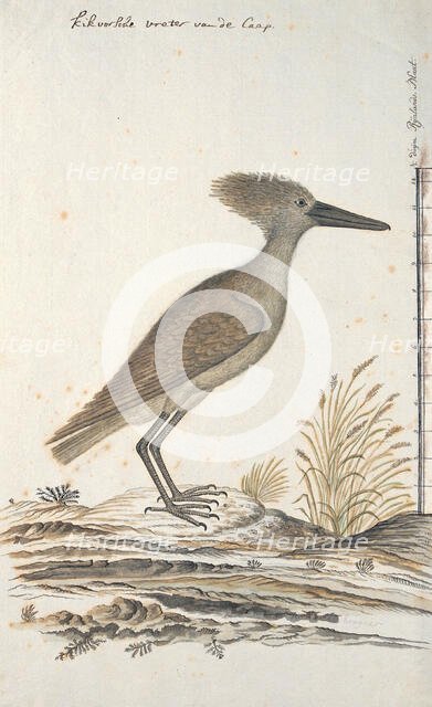 Scopus umbreitta (Hamerkop), 1777-1786. Creator: Robert Jacob Gordon.