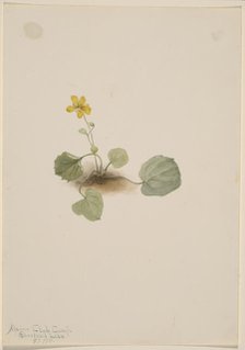 Viola orbiculata, 1911. Creator: Mary Vaux Walcott.