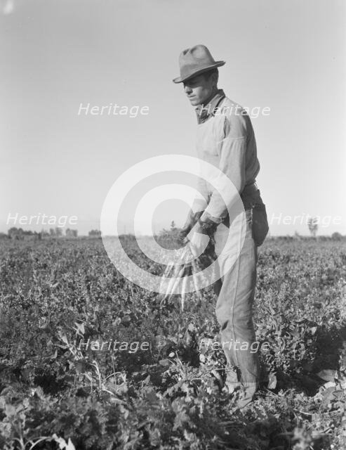 Migratory field worker pulling carrots, Imperial Valley, California, 1939. Creator: Dorothea Lange.