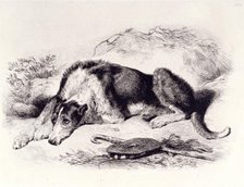 A Shepherd's Dog, c1860. Creator: Edwin Henry Landseer.