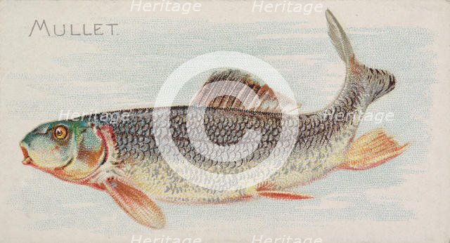 Mullet, from the Fish from American Waters series (N8) for Allen & Ginter Cigarettes Brands, 1889. Creator: Allen & Ginter.