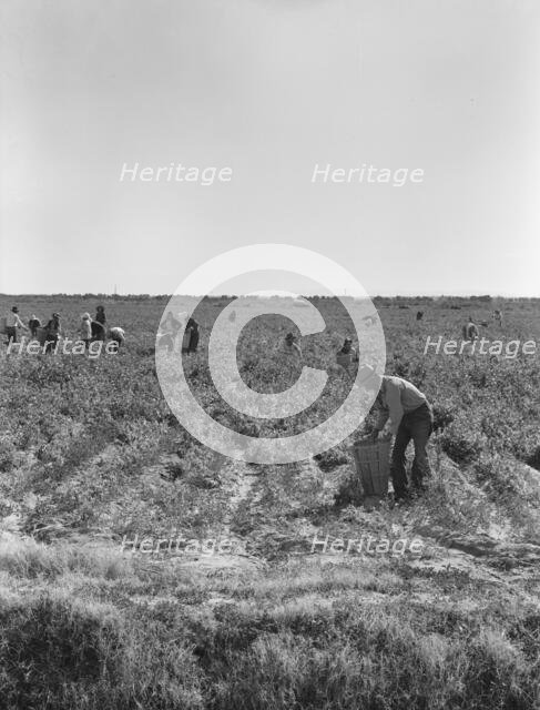 Pea pickers near Calipatria, California, 1939. Creator: Dorothea Lange.