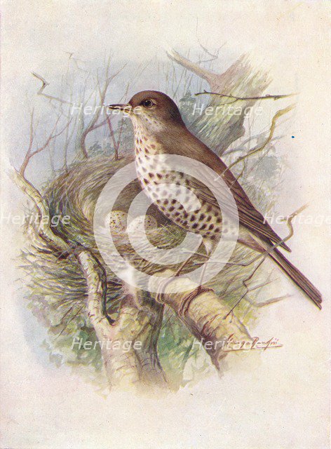 'Mistle-Thrush - Tur'dus visciv'orus', c1910, (1910). Artist: George James Rankin.