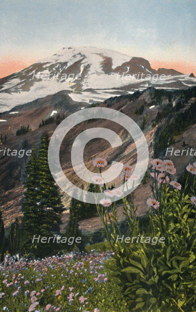 'Purple Asters, in Mount Rainier National Park', c1916. Artist: Asahel Curtis.