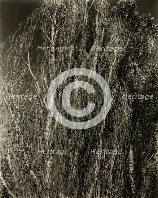 Poplars—Lake George, 1932. Creator: Alfred Stieglitz.