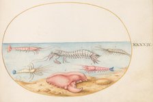 Animalia Aqvatilia et Cochiliata (Aqva): Plate XLIX, c. 1575/1580. Creator: Joris Hoefnagel.