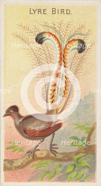 Lyre Bird, from the Birds of the Tropics series (N5) for Allen & Ginter Cigarettes Brands, 1889. Creator: Allen & Ginter.