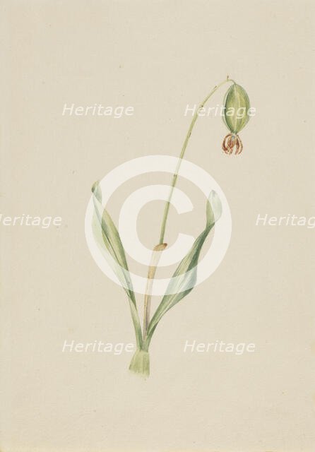 (Untitled) (Plant Study), ca. early 1930s. Creator: Mary Vaux Walcott.