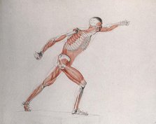 Skeletal and myologic structure of the 'Borghese Gladiator' statue: the figure is..., (1833?). Creator: Johann Conrad Zeller.