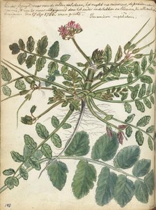 Cape meadow herb, 1786. Creator: Jan Brandes.