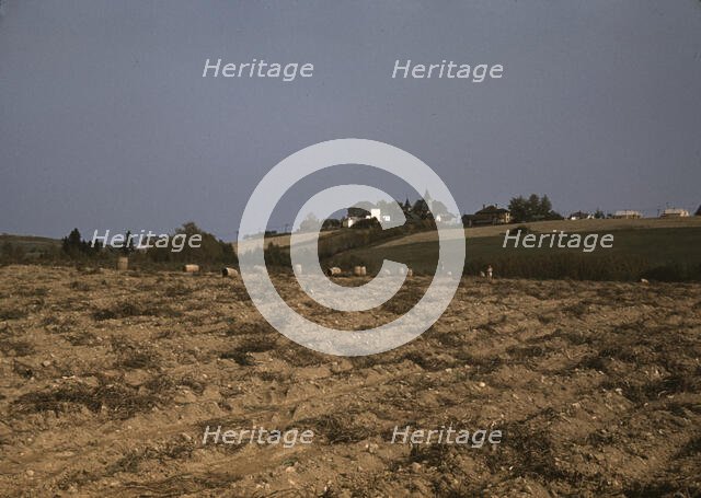 Farm in the vicinity of Van Buren, Aroostook County, Me., 1940. Creator: Jack Delano.