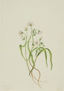 Virginia Springbeauty (Claytonia virginica), 1919. Creator: Mary Vaux Walcott.