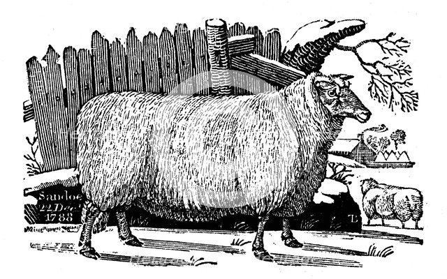 Dishley (New Leicester) sheep, 1811. Artist: Unknown