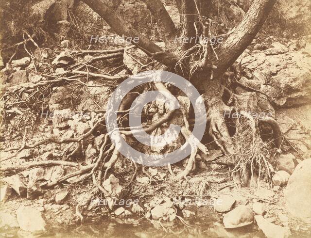 Tree with Tangle of Roots, 1853. Creator: Hugh Owen.