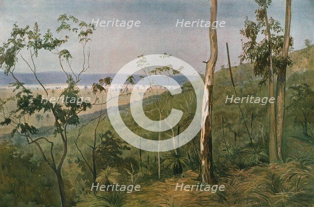 ''Une foret d'eucalyptus en Australie (Queensland); Les Terres Du Pacifique', 1914. Creator: Unknown.