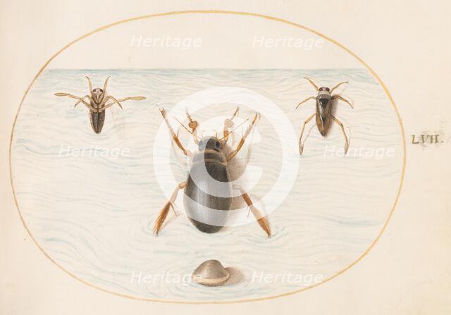 Animalia Aqvatilia et Cochiliata (Aqva): Plate LVII, c. 1575/1580. Creator: Joris Hoefnagel.