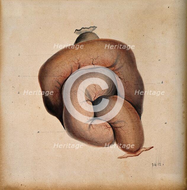 A length of coiled intestine, 1800-1899. Creator: Unknown.