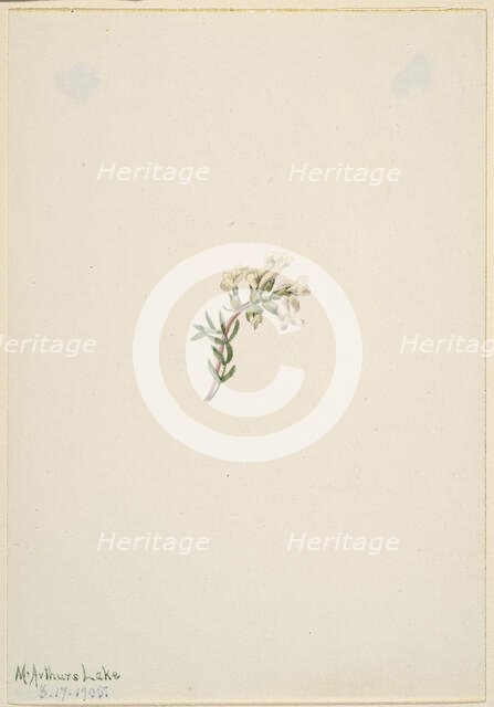 Untitled--Flower Study, 1905. Creator: Mary Vaux Walcott.