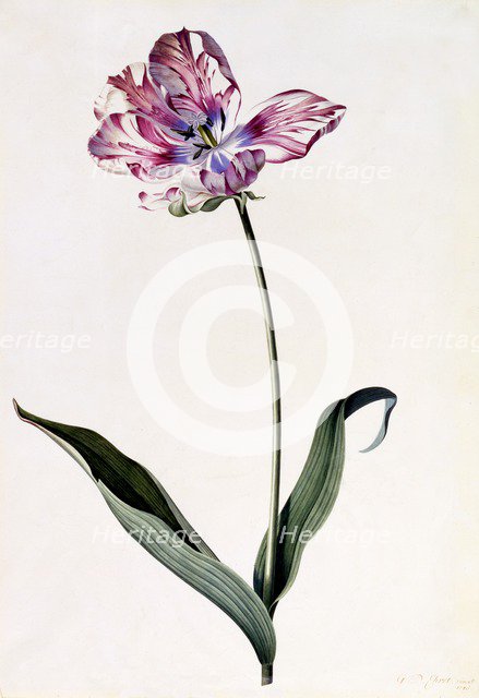 Tulip, c. 1745 (hand coloured engraving). Creator: "Georg Dionysius Ehret (1710 - 70); Ehret, Georg Dionysius (1710-1770)".