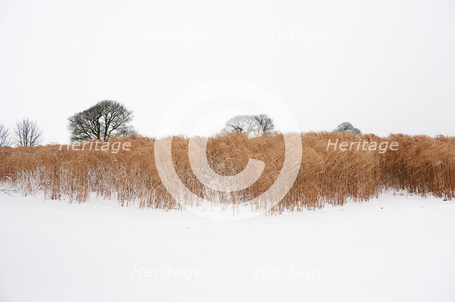 Elephant grass in snow, Somerset, 2010. Creator: Historic England Staff Photographer.
