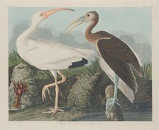 White Ibis, 1834. Creator: Robert Havell.