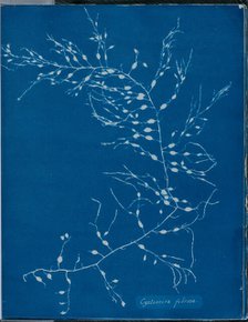 Cystoseira fibrosa, 1843 or 1844. Creator: Anna Atkins.