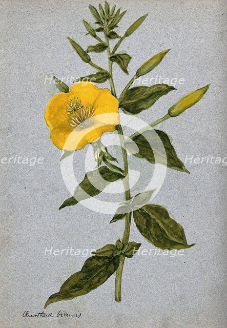 Evening primrose (Oenothera biennis): flowering stem. Creator: Unknown.