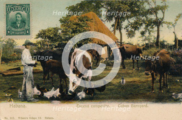 'Habana. Escena campestre - Cuban Barnyard', c1910. Artist: Unknown.