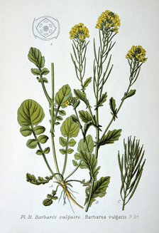 Yellow rocket, 1893. Artist: Unknown