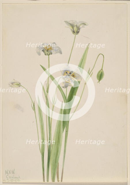 Pussy-ears (Calochortus elegans), 1923. Creator: Mary Vaux Walcott.