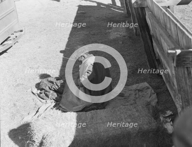 Hobo wakes up early in the morning from his bed alongside a corral, Imperial Valley, CA, 1939. Creator: Dorothea Lange.