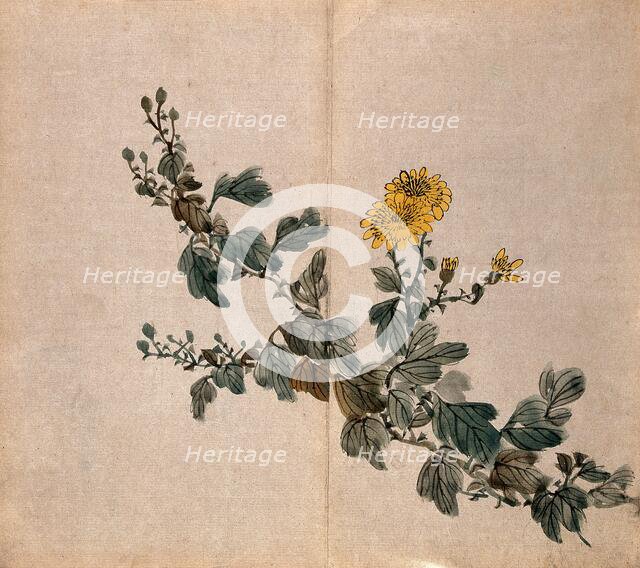 A plant, possibly a chrysanthemum: flowering stem. Creator: Unknown.