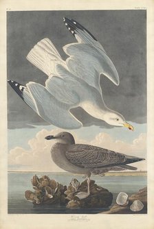 Herring Gull, 1836. Creator: Robert Havell.