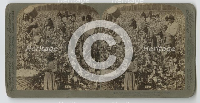 Cotton is King - Plantation Scene, Georgia, 1895. Creator: Strohmeyer & Wyman.